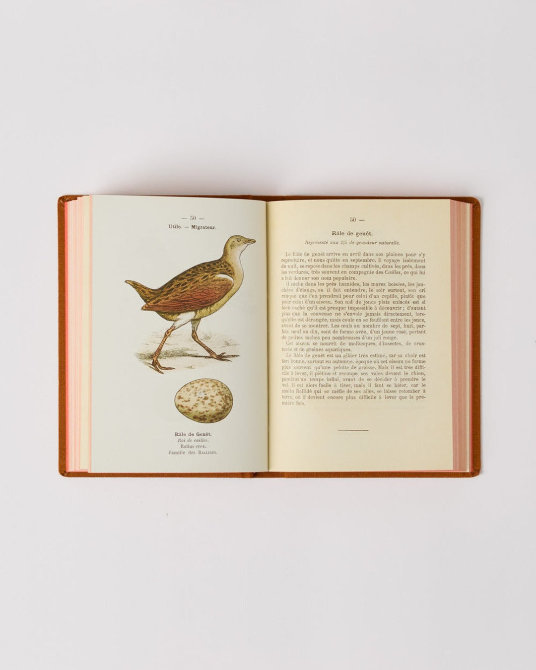 Bibliomane - Atlas Book - Birds of France