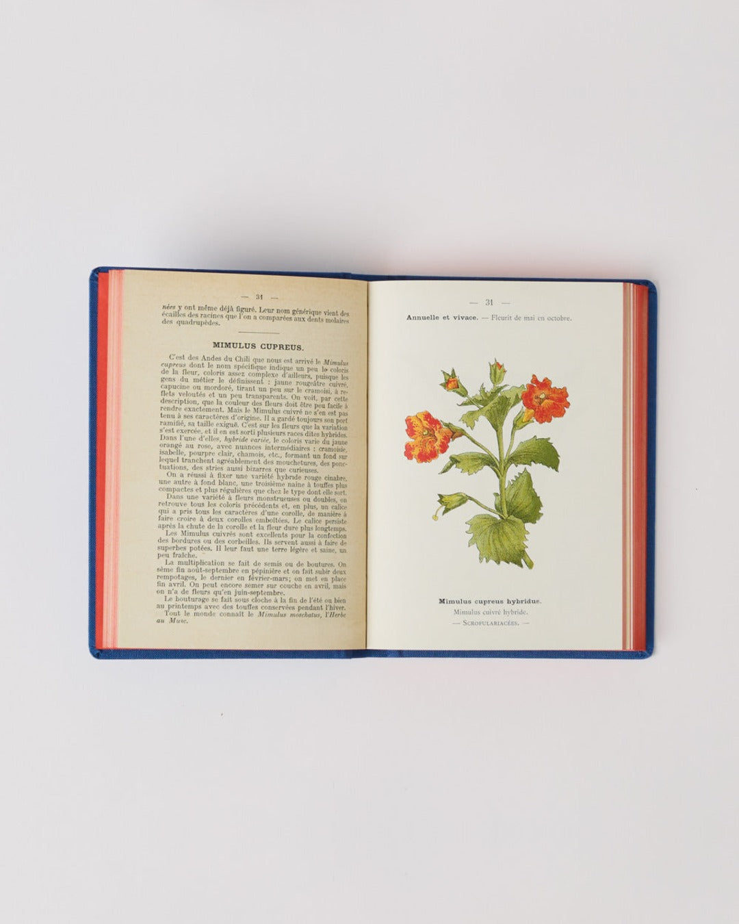 Bibliomane - Atlas Book - Garden Flowers